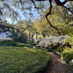 A beautiful brick-paved garden path winding through dense green bushes and flowering shrubs under the canopy of large live oak trees